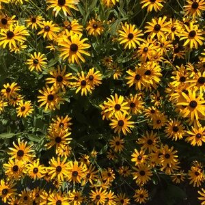 Meet your Posher, Ella